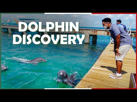 Dolphin Discovery Isla Mujeres