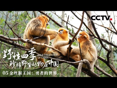 《野性四季 珍稀野生动物在中国》了解金丝猴家族的生存法则!跨越四季 与猴同行 见证紧张刺激的“王朝更迭”故事!EP05【CCTV纪录】