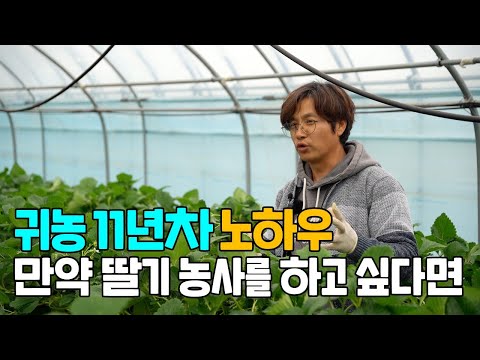 딸기농부가 알려주는 딸기농사를 준비중이시라면