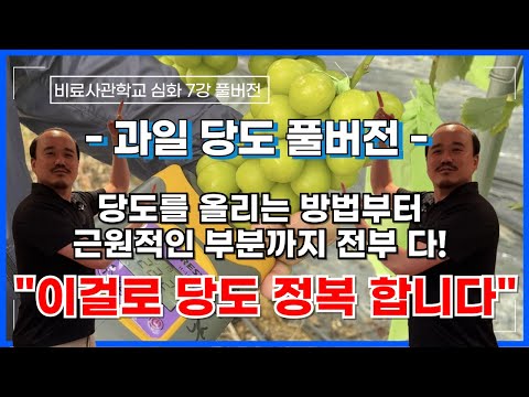 풀버전) 당도 올린다고 이것저것 주지 마세요! 당도 올리는 방법 확실하게 알려드립니다 | 당도엔 뿌리도 중요하다는것도 기억하세요! | 농사 100단