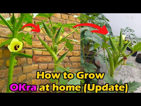 Growing Okra at Home (SEED TO HARVEST)