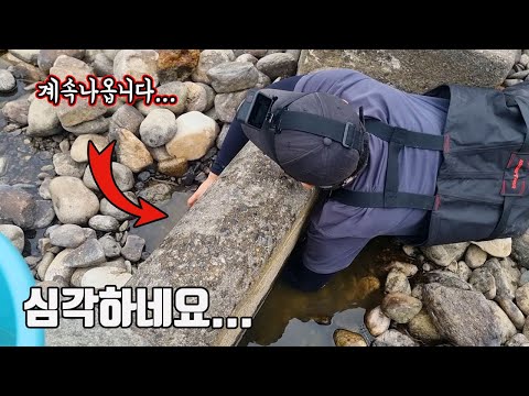 심각합니다...역대급 가뭄으로 말라버린 하천의 어도에서 멸종위기종들이 죽어가네요...