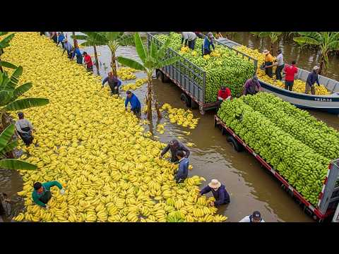 The World’s Most Harvested Fruits 💥 30 Insane Fruit Harvests You Have to See to Believe