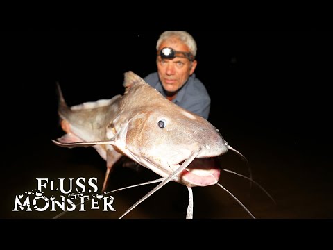 Der Piraiba: Eine furchterregende Kreatur | S6 E01 | Fluss Monster