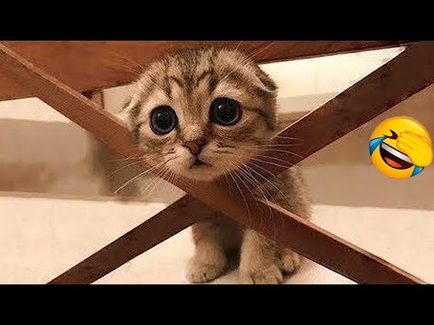 Try Not to Laugh 😂 Best Funny Cats and Dogs Videos