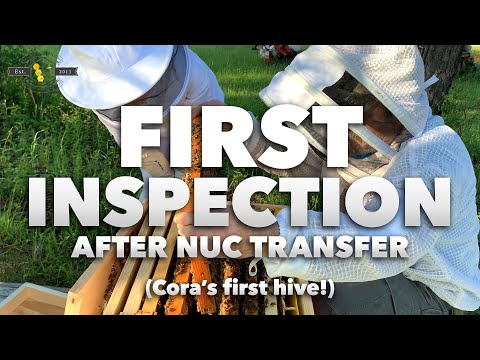 First Inspection of a Nuc after transfer | Cora's first hive [Beekeeping for Kids and Beginners]