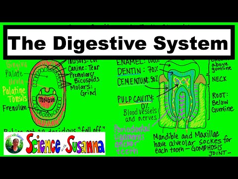 The Digestive System - Everything Your Teacher Will Test You On!