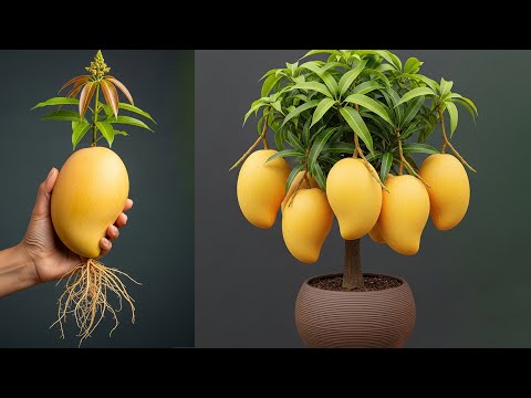 🥭2 Tricks to grow of mango | How to grow mango tree in pot | Mango tree care