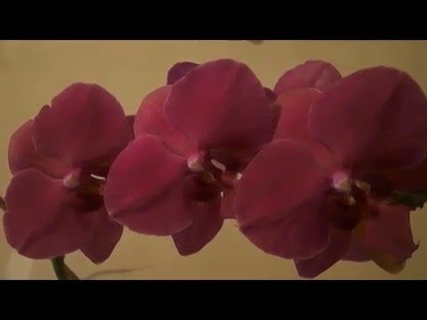 ПИТАТЕЛЬНАЯ СРЕДА(усовершенствованная) для посева семян фаленопсиса