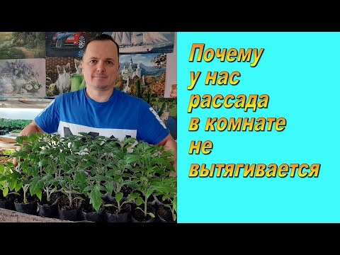Крепкая рассада томатов в комнате. Сделайте как мы и всё получится!
