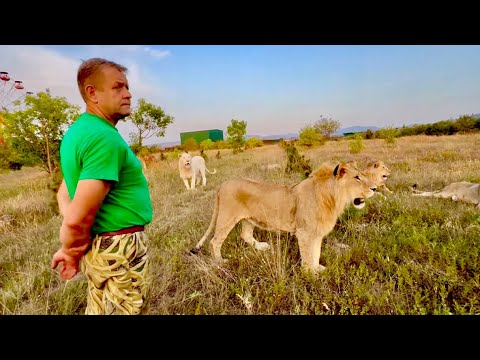 Почему Олега Зубкова-Человека Льва НЕ ТРОГАЮТ львы???
