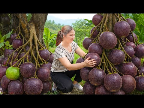 Harvesting Giant Purple Passion Fruits | Traditional Passion Fruit Jelly & Market Selling