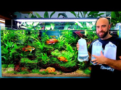 Adding TERRITORIAL Fish To My Self Balancing Ecosystem Aquarium