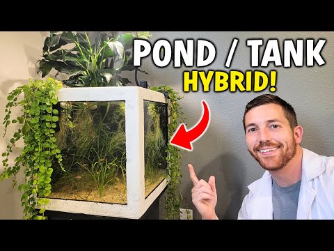 Indoor / Outdoor Aquarium Pond Hybrid Build!