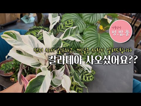 칼라데아,키우기 .. 경험후 깨달은 꿀팁!!!