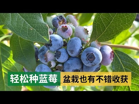 How to grow blueberries in a pot | 轻松种蓝莓，盆栽也有不错的收获，看我去年盆栽的蓝莓现在怎么样了，家庭必种水果