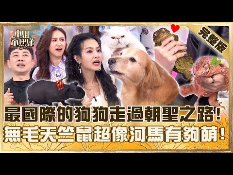 寵物之最！最國際的狗狗走過沙漠+朝聖之路！無毛天竺鼠超像河馬有夠萌！【#小姐不熙娣】20250623 完整版 EP820 李明川 王思佳