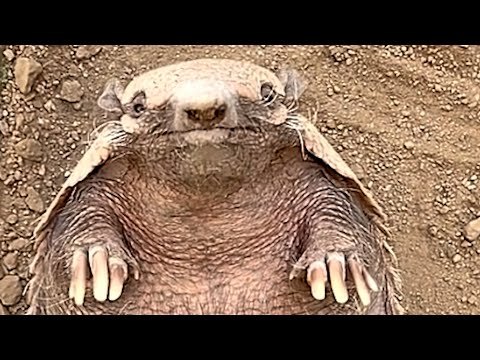 Meet Frank, hel'll change how you see armadillos