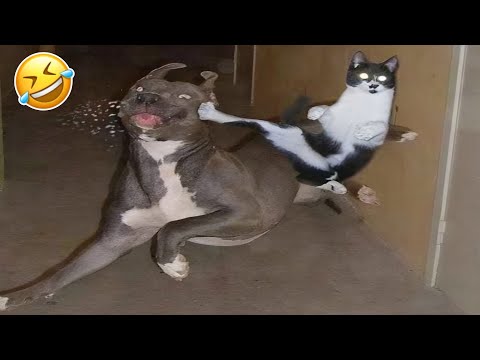 Best of Funny Animals 2025 😹🐾