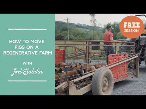 How to Move Pigs on a Regenerative Farm | Joel Salatin