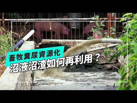 經濟動物的排泄物該怎麼辦？動物糞尿的難題(公視我們的島 第1329集 2025-10-27)