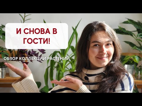 ОБЗОР коллекции РАСТЕНИЙ / И снова в гостях у ПОДПИСЧИЦЫ Елены