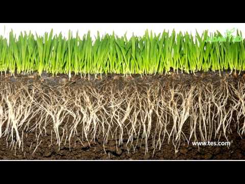 4. 토양관리, 인접산 부엽토처럼(초 다수확 핵심기술을 담은 최신 강좌가 대전 에서 진행) -JADAM Organic Farming