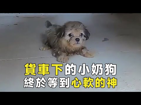 貨車下的小奶狗徘徊多日，等不到父母的蹤影，卻等來心軟的神【小奶狗觀影】