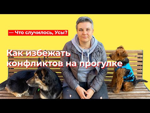 Что случилось, Усы? Как избежать конфликтов на прогулке с собакой?