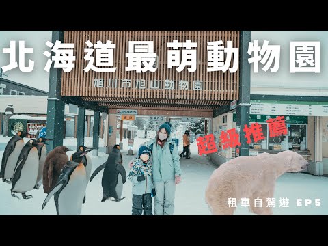 北海道最萌旭山動物園 | 超可愛企鵝遊行 讓所有人瘋狂 | 體驗雪地裡逛動物園 絕對是大推的行程 | 北海道 冬季自駕遊 EP5