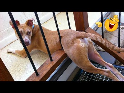 HILARIOUS DOGS Being Weird 🤪 NEW Funniest Dogs Video 2026