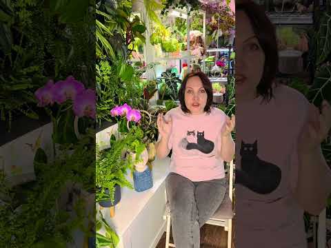 Приняла решение, убрать фитостену.🌿