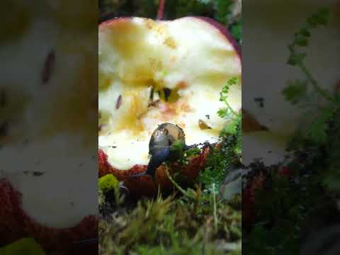 Watch what happens when I put an apple in a terrarium