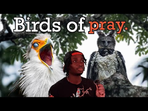 The Dinosaurs That Never Left