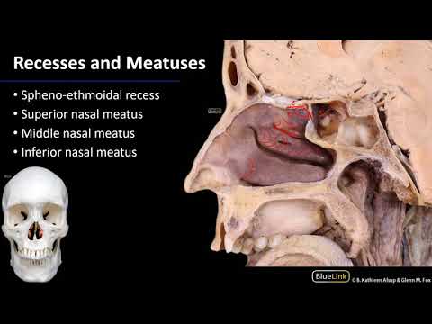 Nasal Cavity, Sinuses and Ear - Lateral Wall of Nasal Cavity