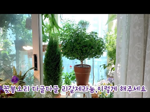 꽃이 화려한 리갈제라늄 이렇게 키우세요/가성비 좋은 봄꽃 시네라리아
