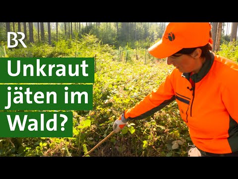 Anstrengendes "Ausgrasen": Kleine Bäumchen pflegen für den Waldumbau | Forstarbeit | Unser Land | BR