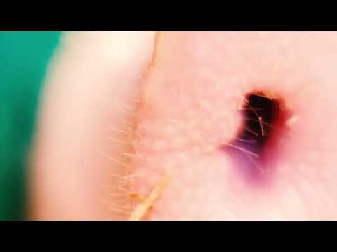 Anima (video art 2016/ 2025)