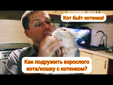 Как подружить взрослого кота/кошку с котенком! Что делать?