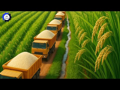 How Thai Farmers Harvest & Process Millions of Tons of Rice to a New Level | Agriculture Technology