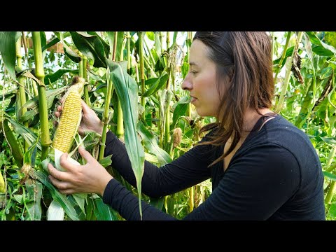 We Grew Corn in Alaska | Harvesting 200 Heads of Garlic