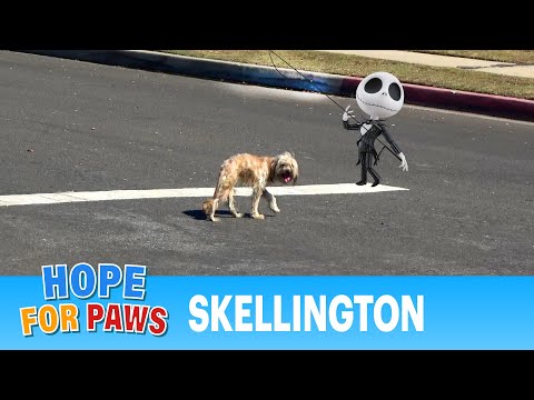 Homeless dog with a broken pelvis was too scared to ask for help. 💔 #terrier