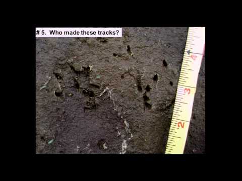 Cybertracker Conservation Track and Sign Certification: Origins and Applications