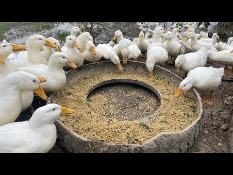 Duck - Raise ducklings from small to mature - Ducks - The duck