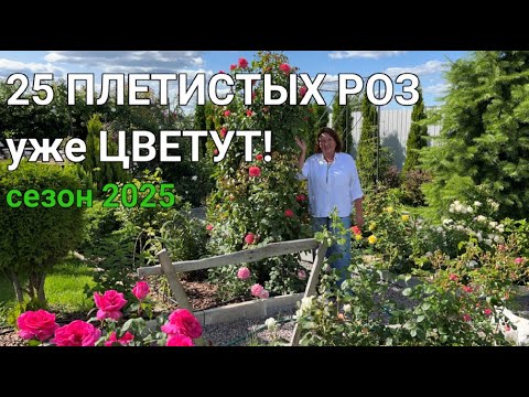 25 Climbing Roses in My Garden