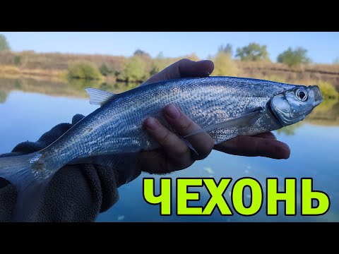 Сломал ФИДЕР! Рыбалка на ЧЕХОНЬ