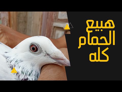 حمامى كله للبيع 🕊️ تصفية الحمام كله😲 01289049625