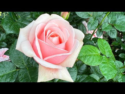 Нежнейшие розы в саду. 9 июля 2023 г.