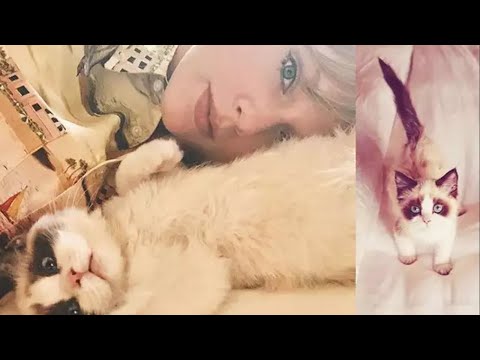 Taylor Swift's Cats - Cute & Funny Moments (2021 version)