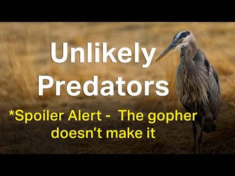 Unlikely Predators - Finding Wildlife to photograph.